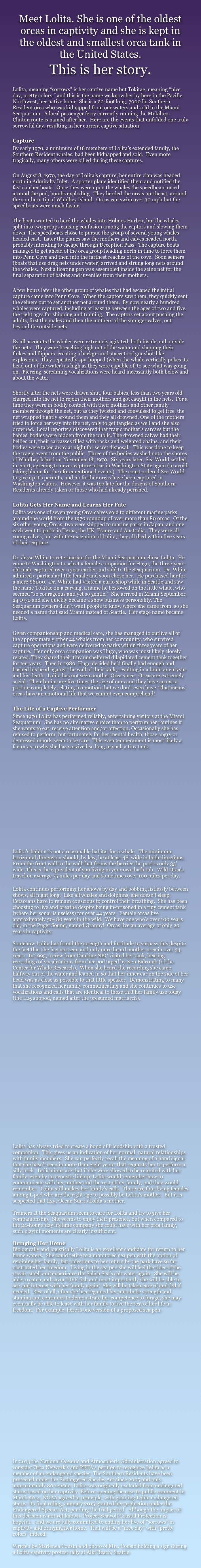 Meet Lolita. She is one of the oldest orcas in captivity and she is kept in the oldest and smallest orca tank in the United States.
This is her story.

Lolita, meaning “sorrows” is her captive name but Tokitae, meaning “nice day, pretty colors,” and this is the name we know her by here in the Pacific Northwest, her native home. She is a 20-foot long, 7000 lb. Southern Resident orca who was kidnapped from our waters and sold to the Miami Seaquarium.  A local passenger ferry currently running the Mukilteo- Clinton route is named after her.  Here are the events that unfolded one truly sorrowful day, resulting in her current captive situation: 

Capture
By early 1970, a minimum of 16 members of Lolita’s extended family, the Southern Resident whales, had been kidnapped and sold.  Even more tragically, many others were killed during these captures.

On August 8, 1970, the day of Lolita’s capture, her entire clan was headed north in Admiralty Inlet.  A spotter plane identified them and notified the fast catcher boats.  Once they were upon the whales the speedboats raced around the pod, bombs exploding.  They herded the orcas northeast, around the southern tip of Whidbey Island.  Orcas can swim over 30 mph but the speedboats were much faster. 

The boats wanted to herd the whales into Holmes Harbor, but the whales split into two groups causing confusion among the captors and slowing them down. The speedboats chose to pursue the group of several young whales headed east.  Later the planes saw the mothers and calves headed north, probably intending to escape through Deception Pass.  The capture boats managed to get ahead of the orca group heading north in time to force them into Penn Cove and then into the farthest reaches of the cove.  Soon seiners (boats that use drag nets under water) arrived and strung long nets around the whales.  Next a floating pen was assembled inside the seine net for the final separation of babies and juveniles from their mothers. 

A few hours later the other group of whales that had escaped the initial capture came into Penn Cove.  When the captors saw them, they quickly sent the seiners out to set another net around them.  By now nearly a hundred whales were captured, including at least 12 between the ages of two and five, the right ages for shipping and training.  The captors set about pushing the adults, first the males and then the mothers of the younger calves, out beyond the outside nets. 

By all accounts the whales were extremely agitated, both inside and outside the nets.  They were breaching high out of the water and slapping their flukes and flippers, creating a background staccato of gunshot-like explosions.  They repeatedly spy-hopped (when the whale vertically pokes its head out of the water) as high as they were capable of, to see what was going on.  Piercing, screaming vocalizations were heard incessantly both below and about the water.

Shortly after the nets were drawn shut, four babies, less than two years old charged into the net to rejoin their mothers and got caught in the nets.  For a time they were in bodily contact with their mothers and other family members through the net, but as they twisted and convulsed to get free, the net wrapped tightly around them and they all drowned. One of the mothers tried to force her way into the net, only to get tangled as well and she also drowned.  Local reporters discovered that tragic mother’s carcass but the babies’ bodies were hidden from the public. The drowned calves had their bellies cut, their carcasses filled with rocks and weighted chains, and their bodies were taken away at night for secret disposal.   This was done to keep the tragic event from the public.  Three of the bodies washed onto the shores of Whidbey Island on November 18, 1970.  Six years later, Sea World settled in court, agreeing to never capture orcas in Washington State again (to avoid taking blame for the aforementioned events).  The court ordered Sea World to give up it’s permits, and no further orcas have been captured in Washington waters.  However it was too late for the dozens of Southern Residents already taken or those who had already perished.

Lolita Gets Her Name and Learns Her Fate
Lolita was one of seven young Orca calves sold to different marine parks around the world from the 1970 roundup of over more than 80 orcas.  Of the six other young Orcas, two were shipped to marine parks in Japan, and one each went to parks in Texas, the UK, France and Australia.  They were all young calves, but with the exception of Lolita, they all died within five years of their capture.

Dr. Jesse White to veterinarian for the Miami Seaquarium chose Lolita.  He came to Washington to select a female companion for Hugo, the three-year-old male captured over a year earlier and sold to the Seaquarium.  Dr. White admired a particular little female and soon chose her.  He purchased her for a mere $6000.  Dr. White had visited a curio shop while in Seattle and saw the name Tokitae on a carving, a name he bestowed on the little whale, who seemed “so courageous and yet so gentle.”  She arrived in Miami September, 24 1970 and she quickly became a show business personality. The Seaquarium owners didn’t want people to know where she came from, so she needed a name that said Miami instead of Seattle.  Her stage name became Lolita. 

Given companionship and medical care, she has managed to outlive all of the approximately other 44 whales from her community, who survived capture operations and were delivered to parks within three years of her capture.  Her only orca companion was Hugo, who was most likely closely related. They shared their tiny unsheltered dilapidated cement tank together for ten years.  Then in 1980, Hugo decided he’d finally had enough and bashed his head against the wall of their tank, resulting in a brain aneurysm and his death.  Lolita has not seen another Orca since.  Orcas are extremely social.  Their brains are five times the size of ours and they have an extra portion completely relating to emotion that we don’t even have. That means orcas have an emotional life that we cannot even comprehend!

The Life of a Captive Performer
Since 1970 Lolita has performed reliably, entertaining visitors at the Miami Seaquarium.  She has no alternative choice than to perform her routines if she wants to eat, receive attention and/or affection. Occasionally she has refused to perform, but fortunately for her mental health, those angry or depressed moods seem to be rare.  This even temperament is most likely a factor as to why she has survived so long in such a tiny tank.













Lolita’s habitat is not a reasonable habitat for a whale.  The minimum horizontal dimension should, by law, be at least 48’ wide in both directions.  From the front wall to the wall that forms the barrier the pool is only 35’ wide. This is the equivalent of you living in your own bath tub.  Wild Orca’s travel on average 75 miles per day and sometimes over 100 miles per day.

Lolita continues performing her shows by day and bobbing listlessly between shows, all night long.  Like all whales and dolphins, she doesn’t sleep. Cetaceans have to remain conscious to control their breathing.  She has been choosing to live and breathe despite being in-prisoned in a tiny cement tank (where her sonar is useless) for over 44 years.  Female orcas live approximately 50- 80 years in the wild.  We have one who’s over 100 years old, in the Puget Sound, named Granny!  Orcas live an average of only 20 years in captivity.  

Somehow Lolita has found the strength and fortitude to surpass this despite the fact that she has not seen and only once heard another orca in over 34 years.  In 1995, a crew from Dateline NBC visited her tank, bearing recordings of vocalizations from her pod taped by Ken Balcomb (of the Center for Whale Research).  When she heard the recording she came halfway out of the water and leaned in so that her inner ear on the side of her head was as close as possible to that little speaker.  Demonstrating to many that she recognized her family communicating and she continues to use vocalizations and calls that are identical to those that her family use today (the L25 subpod, named after the presumed matriarch). 















Lolita has always tried to create a bond of friendship with a trusted companion.  This gives us an indication of her normal, natural relationships with family members.  She can perfectly recall the meaning of a hand signal that she hasn’t seen in more than eight years, that requests her to perform a silly trick.  Indications are that if she were allowed to be reunited with her family, even by an acoustic linkup, Lolita would remember how to communicate with her mother and the rest of her family, and they would remember.  Lolita still makes her family’s calls.  There are four living females among L pod who are the right age to possibly be Lolita’s mother.  But it is suspected that L25, Ocean Sun is Lolita’s mother.

Trainers at the Seaquarium seem to care for Lolita and try to give her companionship.  She seems to enjoy their presence, but when compared to the 24-hour a day lifetime company she could have with her orca family, such playful moments are clearly insufficient.

Bringing Her Home
Biologically and logistically Lolita is an excellent candidate for return to her home waters.  She could retire to a monitored sea pen with the option of rejoining her family, but objections to her return by the park have so far obstructed her freedom.  Living in the sea pen she will feel the tides of the ocean, smell and experience the Salish Sea’s salt water again.  She will be able to catch and savor LIVE fish and most importantly she will be able to see and interact with her family again!  She will be taken care of and fed if needed.  Best of all, after she has regained her metabolic strength and stamina and continues to demonstrate her competence to forage, she may eventually be able to leave with her family to live the rest of her life in freedom.  For example, here is one version of a proposed sea pen.
























In 2013 the National Oceanic and Atmospheric Administration agreed to consider Orca Network’s and PETA’s petition to recognize Lolita as a member of an endangered species. The Southern Residents have been protected under the Endangered Species Act since 2005 and only approximately 80 remain. Lolita was originally excluded from endangered status based on her captivity. Before opening the case to public comment in March 2014, NOAA agreed in principle, with granting Lolita endangered status. Its final ruling, January 2015 granted her protection under the Endangered Species Act, pending the trial period.  Although the impact of this decision is not yet known, Project Seawolf Coastal Protection is hopeful... and we are fully committed to ending her live of “sorrows” in captivity and bringing her home.  That will be a “nice day” with “pretty colors” indeed.

Written by Marlenea Cousin and photo of Mrs. Cousin holding a sign during a Lolita captivity protest rally at Alki Beach, Seattle.